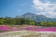 羊山公園の芝桜