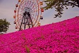 東京ドイツ村の芝桜