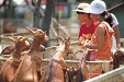 >宮崎市フェニックス自然動物園