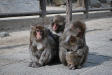 高崎山自然動物園