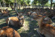 奈良公園の鹿